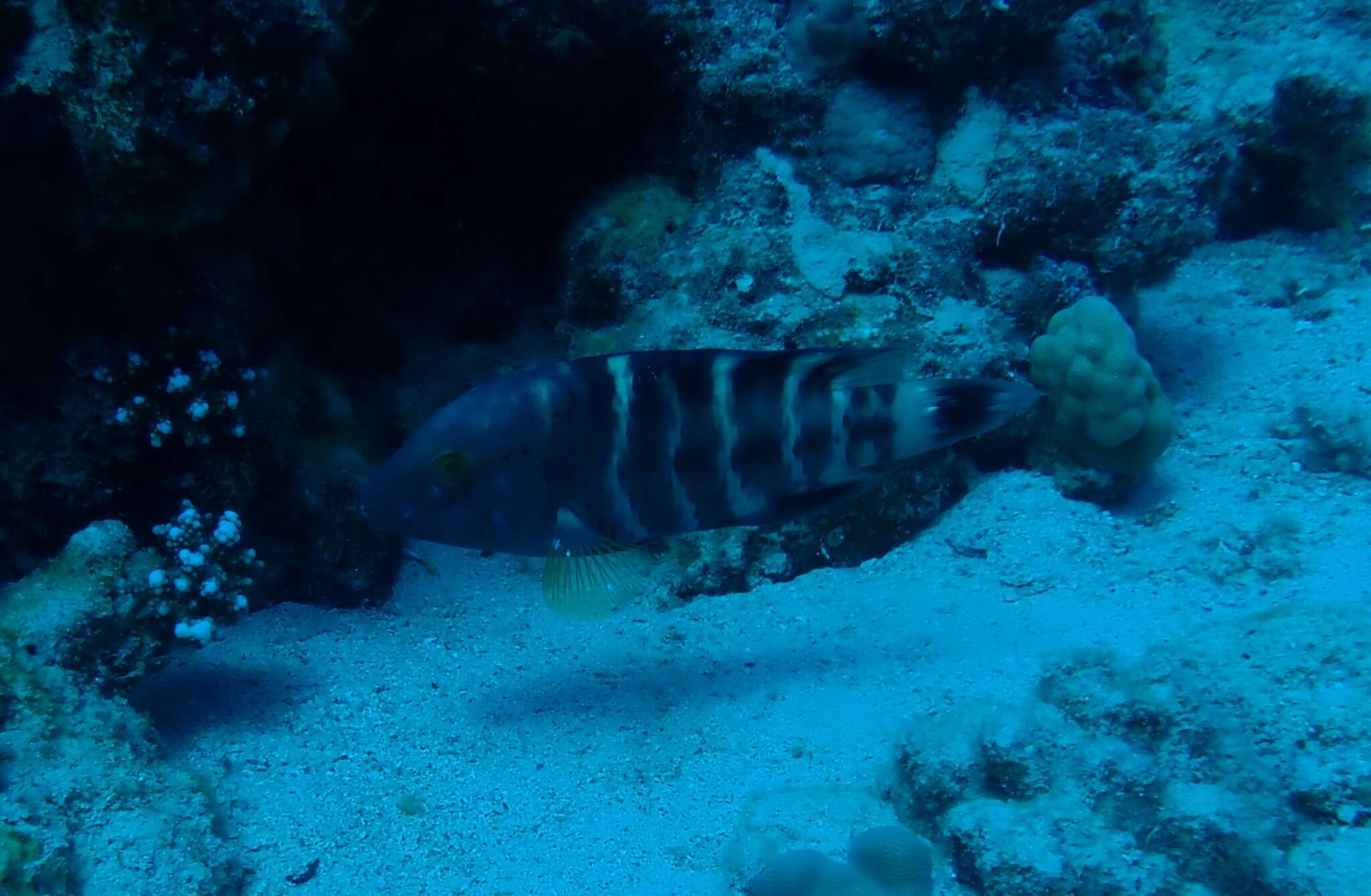 Image of Banded maori wrasse