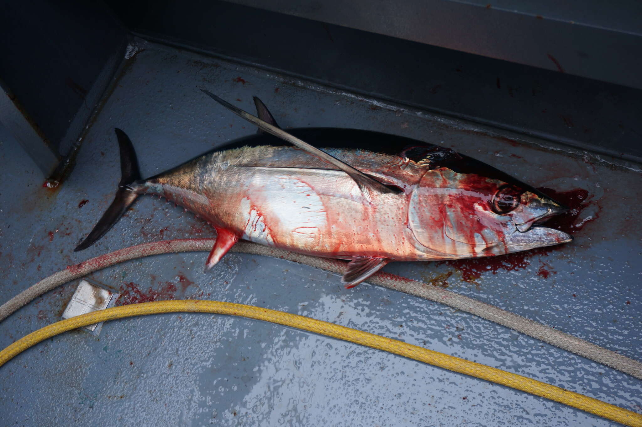 Image of Albacore Fish