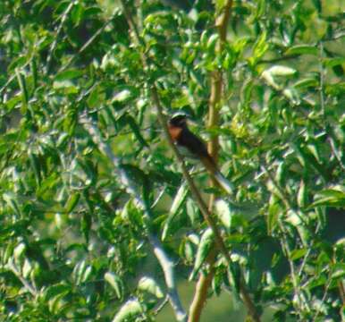 Image of Black-and-chestnut Warbling Finch