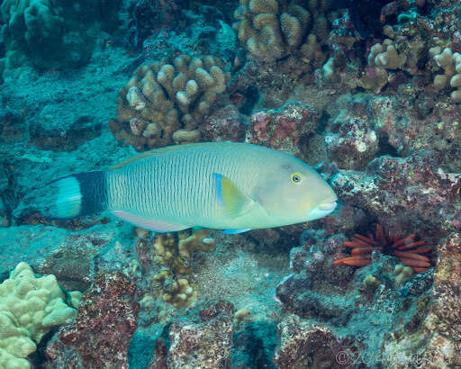 Image of Ballieu's wrasse