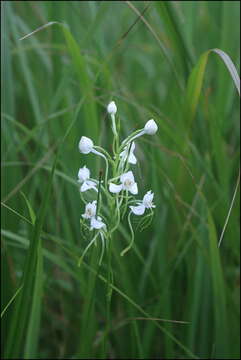 Habenaria linearifolia Maxim. resmi