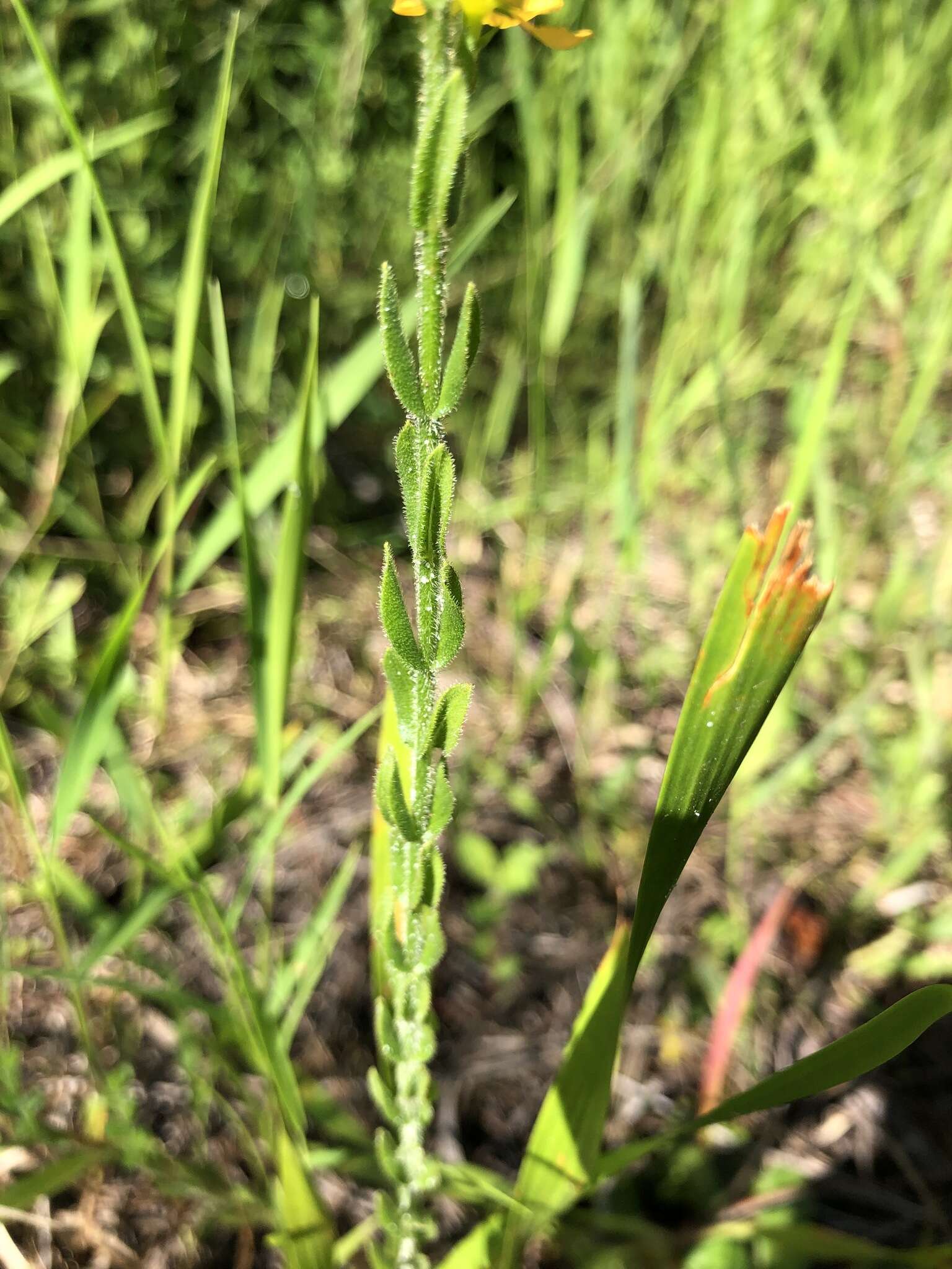 Image of Hairy St. John's-Wort