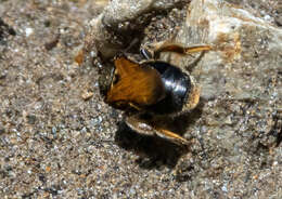 Image of Nomia amboinensis Cockerell 1907