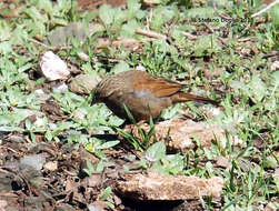 Imagem de Emberiza sahari Levaillant & J 1850