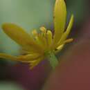 Image of waterplantain buttercup