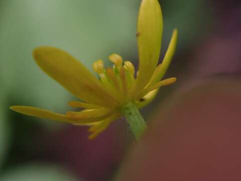 Image of waterplantain buttercup