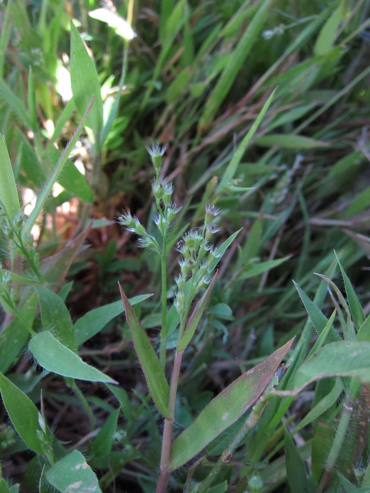 Plancia ëd Brachiaria subrostrata A. Camus