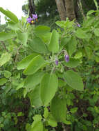 Image of Solanum pubescens Willd.