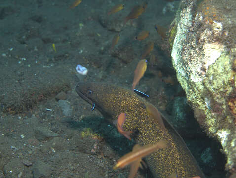 Image of Blue diesel wrasse