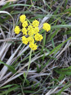 Image of leafy wildparsley