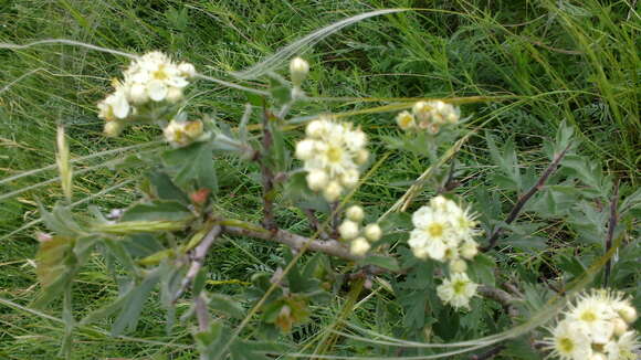 Imagem de Crataegus orientalis Pall. ex Bieb.