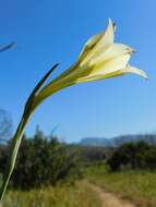 Imagem de Gladiolus tristis L.