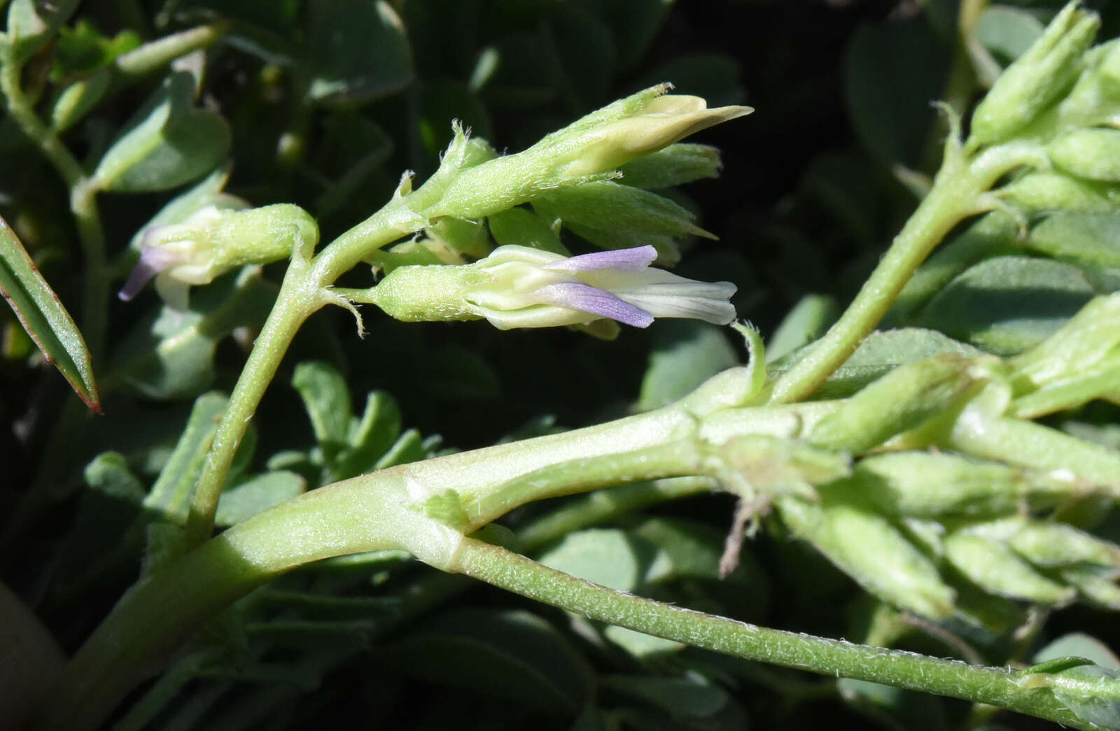 Image of <i>Astragalus <i>lentiginosus</i></i> var. lentiginosus