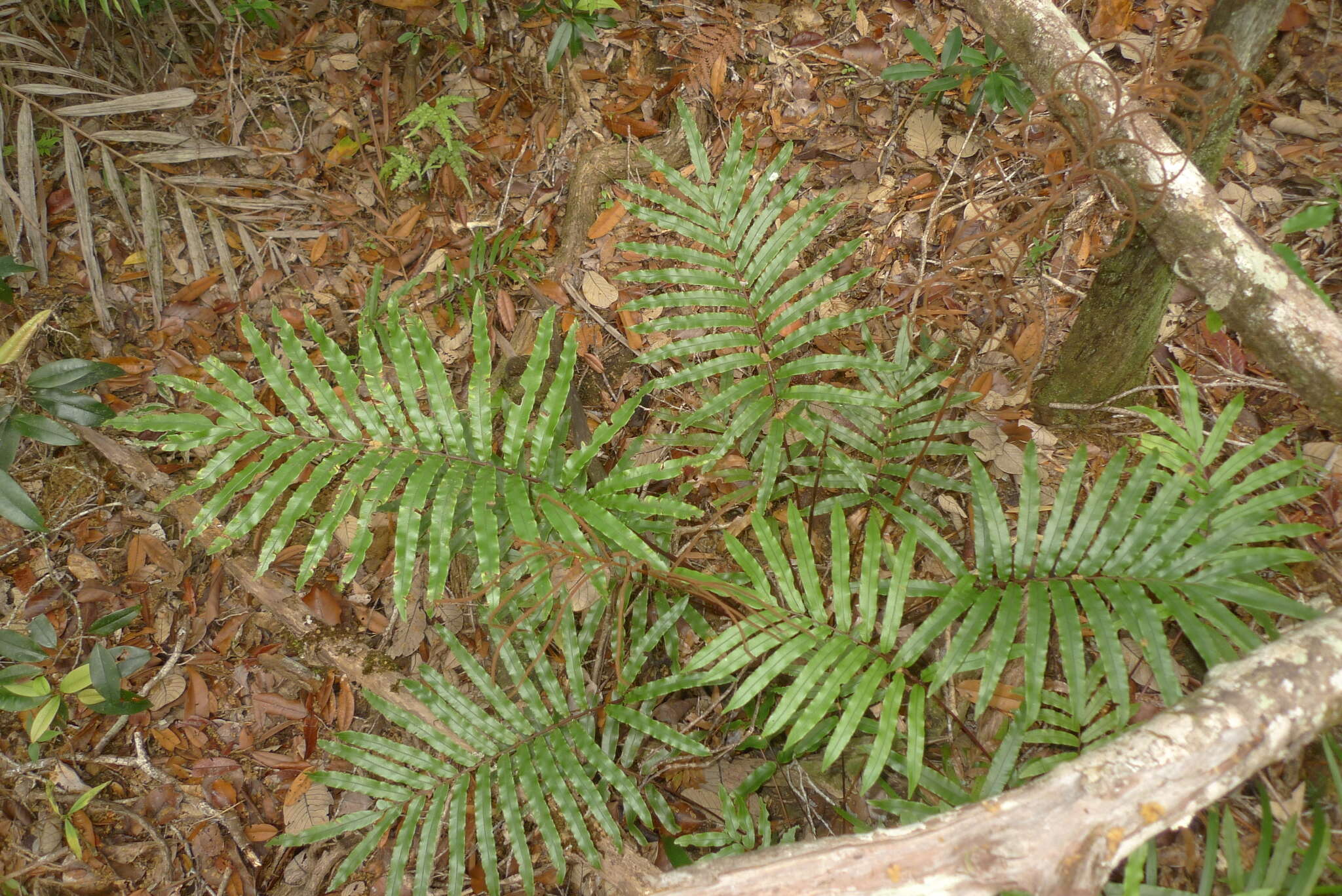 Image de Parablechnum chauliodontum (Copel.) Gasper & Salino