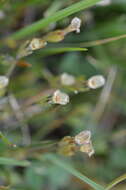 صورة Gentiana leucomelaena Maxim.