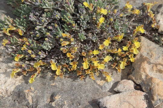 Imagem de Teucrium thymifolium Schreb.