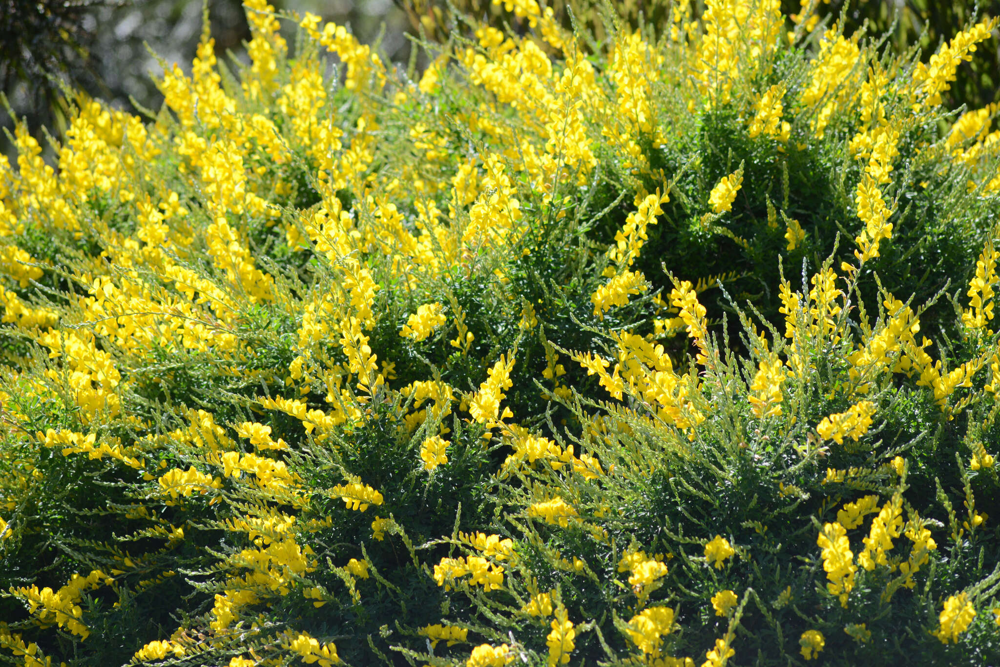 Image of leafy broom