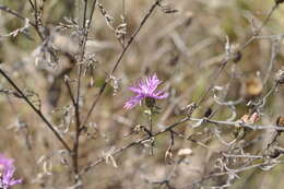 Слика од Centaurea paniculata subsp. paniculata