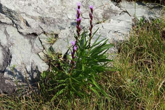 Image of Heller's blazing star