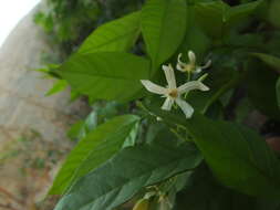 Image of Wrightia tinctoria R. Br.