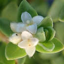 Image of Pimelea orthia subsp. protea C. J. Burrows & Thorsen