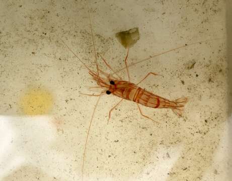 Image of Carribbean cleaner shrimp