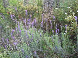 Imagem de Lavandula pedunculata (Mill.) Cav.