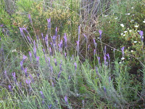 Слика од Lavandula pedunculata (Mill.) Cav.