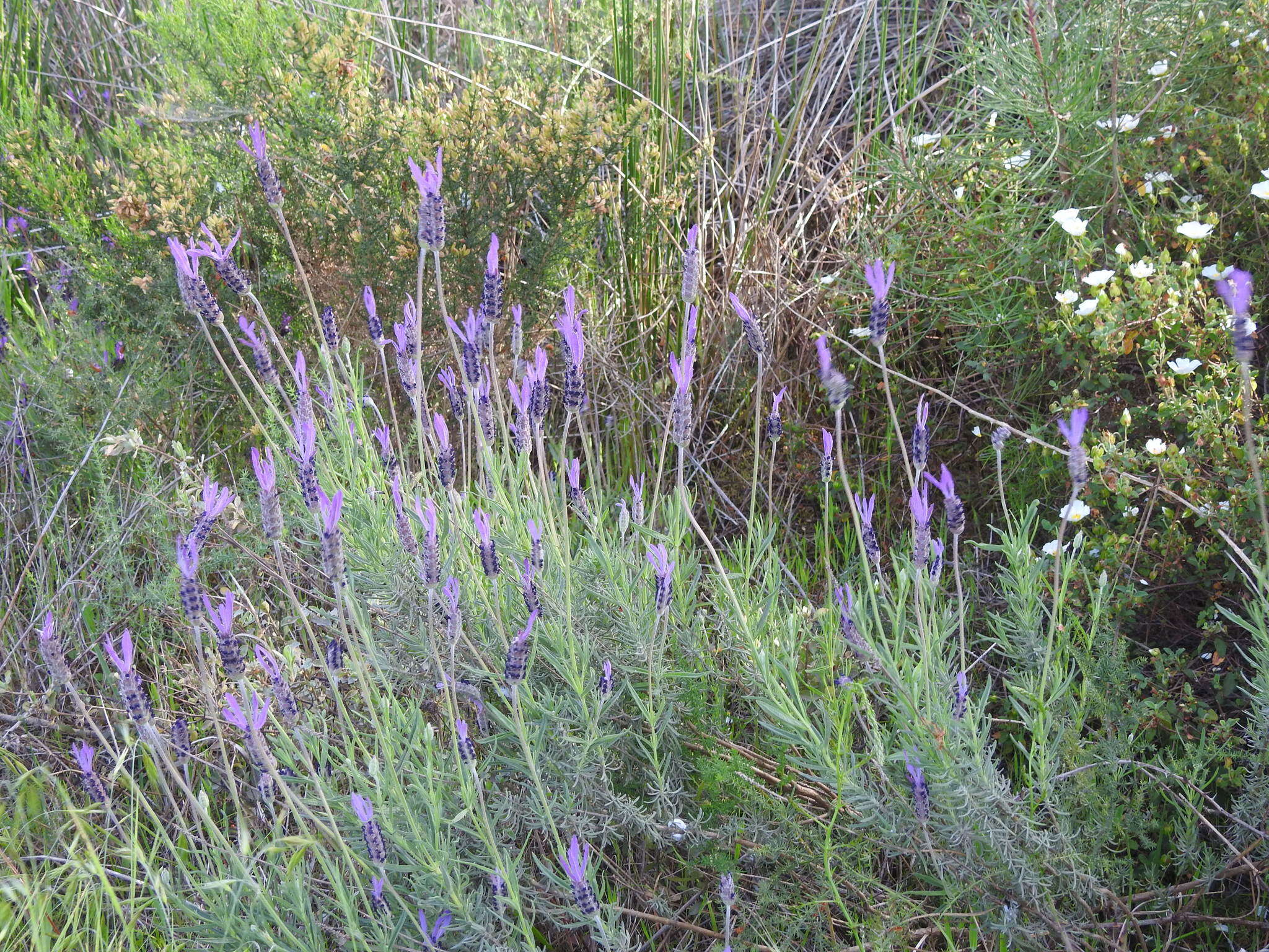 Image of Lavandula pedunculata (Mill.) Cav.