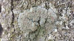 Image of degelia lichen