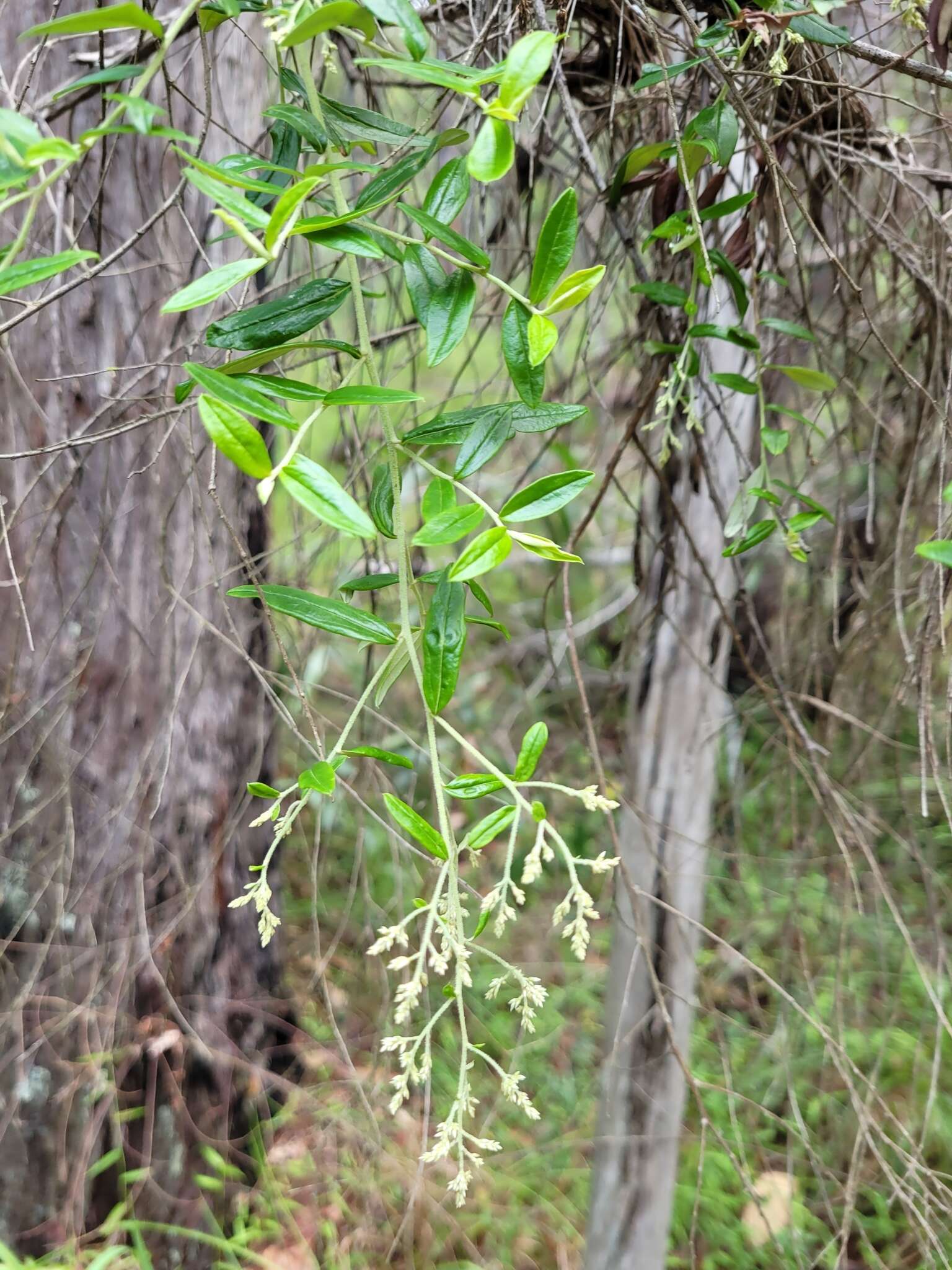 Plancia ëd Cassinia subtropica F. Müll.