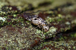 Image of Psocus leidyi Aaron 1886