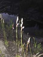 Image of Disa racemosa L. fil.