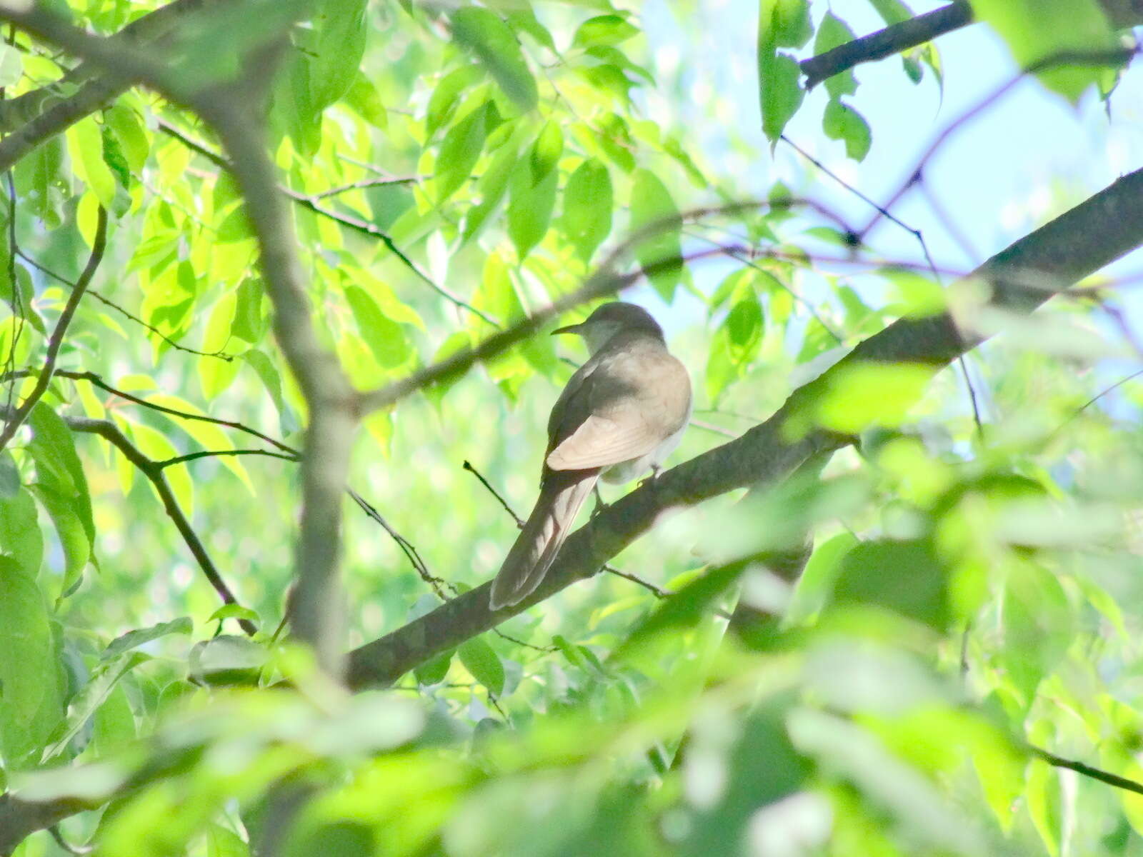 Image of Black-billed Cuckoo