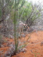 Image of Babiana teretifolia Goldblatt & J. C. Manning