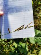 Plancia ëd Brachiaria fasciculata (Sw.) Parodi