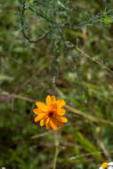 Image of Adenophyllum cancellatum (Cass.) Kuntze