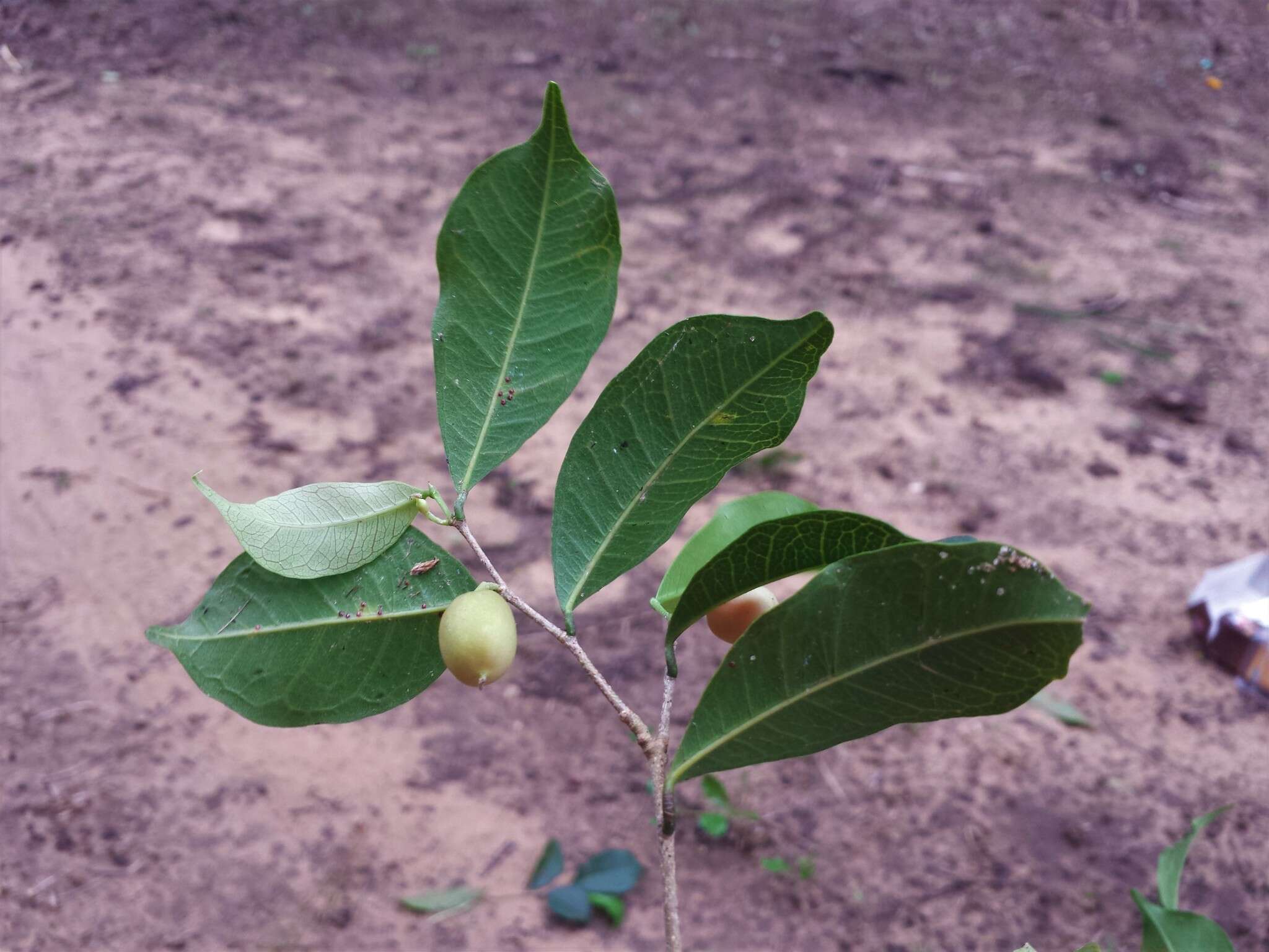 Image of Maillardia montana Leandri