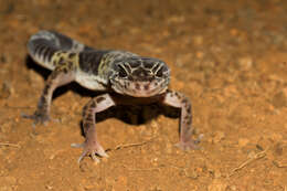 Image of Western Indian Leopard Gecko