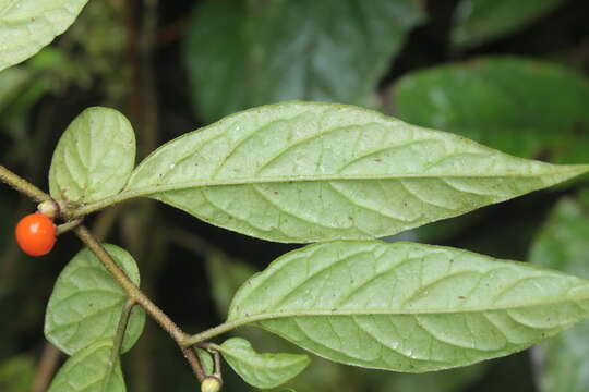 Image of Capsicum dimorphum (Miers) Kuntze