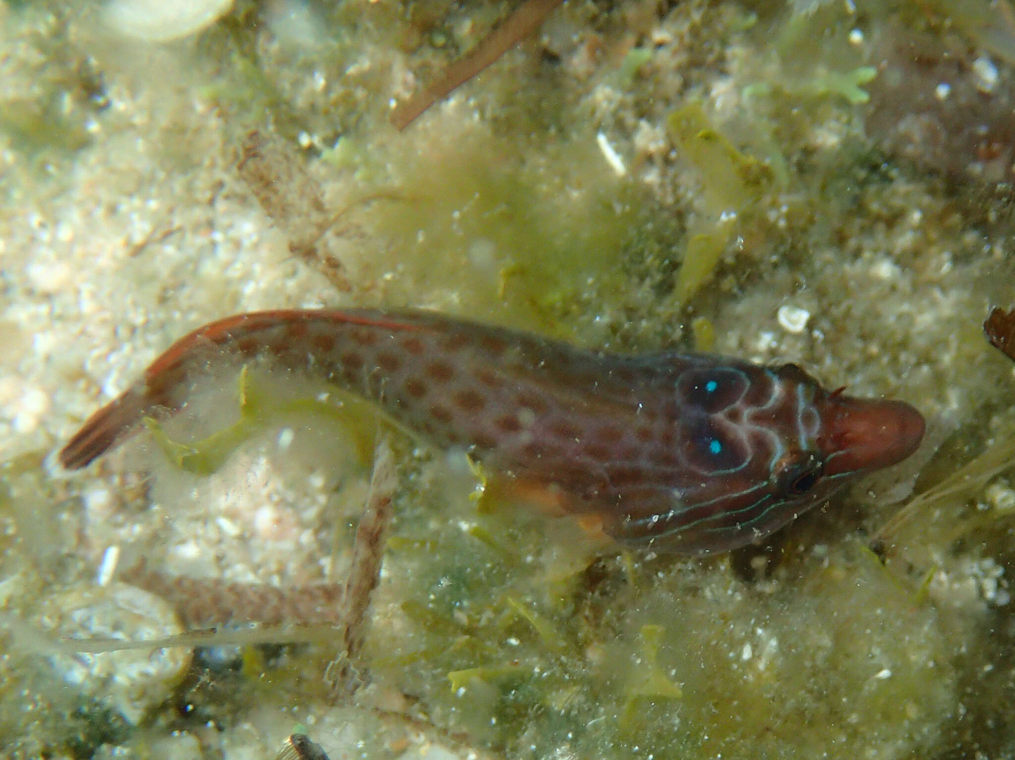 Image of Cornish Sucker