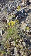 Image of Solanum chilense (Dun.) Reiche