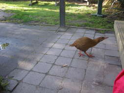 Image of Lord Howe wood rail