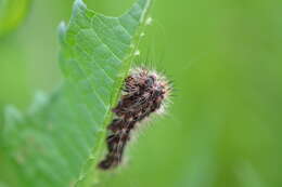 Image of Long-winged Dagger Moth