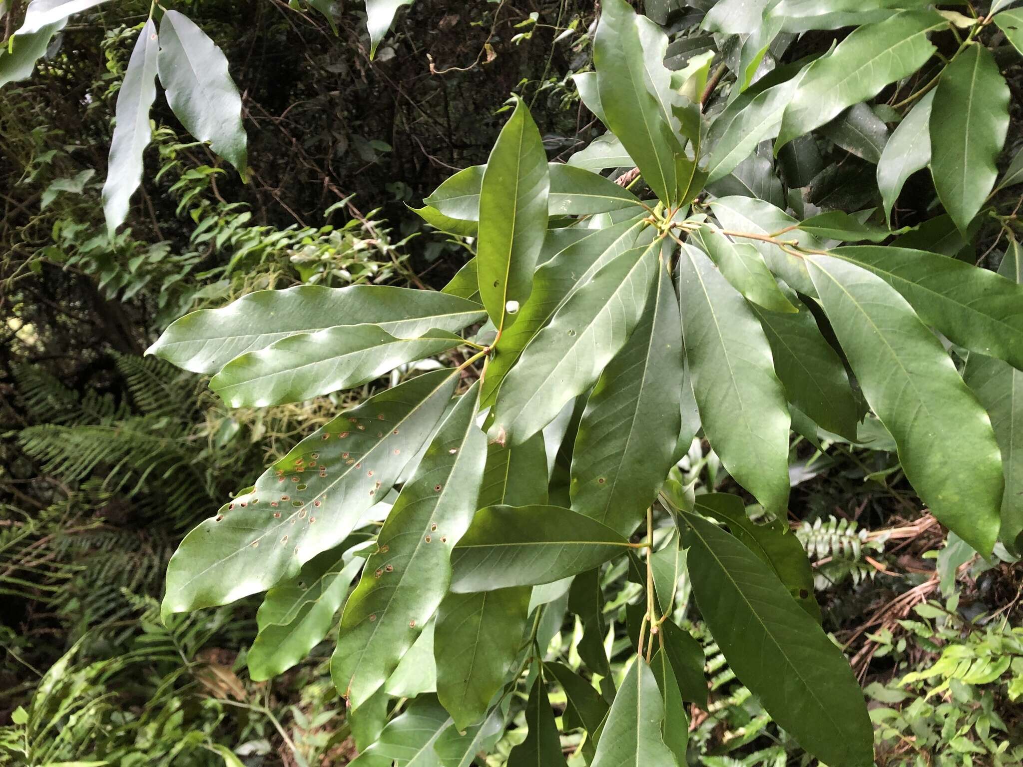 Image of Machilus japonica Sieb. & Zucc.