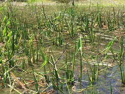 Sagittaria latifolia Willd. resmi