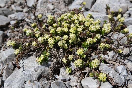 Plancia ëd Galium megalospermum All.