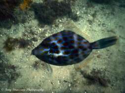 Слика од Eubalichthys mosaicus (Ramsay & Ogilby 1886)