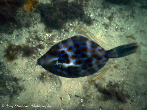 Image of Deep-bodied leatherjacket