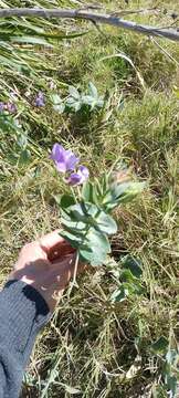 Image of Lathyrus nervosus Lam.